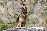 BERGER ALLEMAND 134